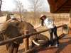 Jehan Begg - getting up close and personal with Africa's largest animal